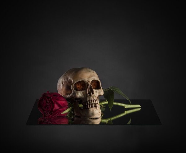 Skull Biting a Red Rose Stem