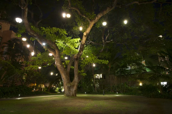 Großer hawaiianischer Baum mit Lichtern in der Nacht — Stockfoto