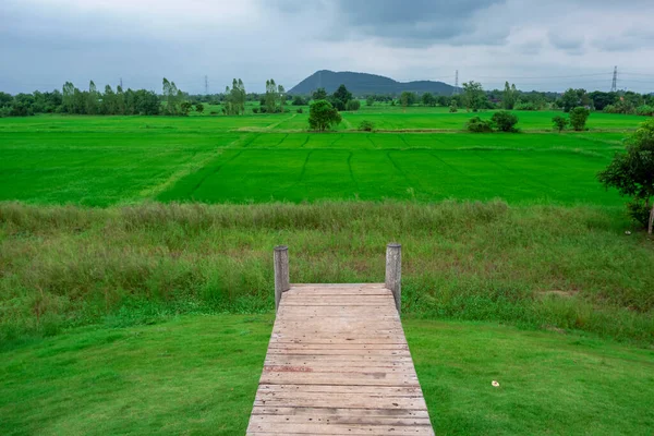 Grüne Reisfelder Ländlichen Thailand — Stockfoto