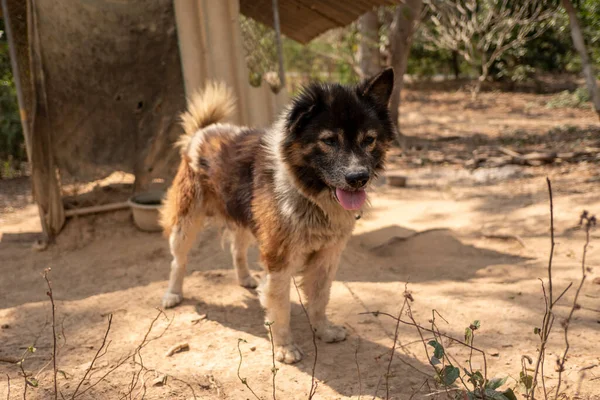 Cão Tailandês Bangkaew Trancado Casa Imagens De Bancos De Imagens