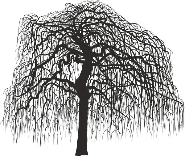 Mulberry träd utan löv — Stock vektor