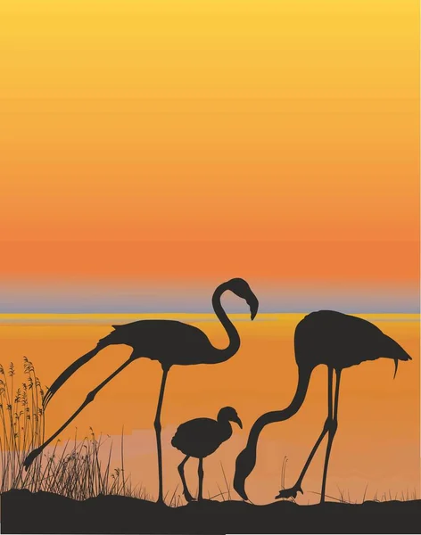Vectorillustratie Van Een Familie Flamingo Het Meer — Stockvector