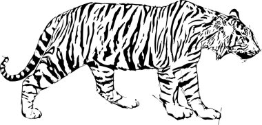 sketch vektör çizim kaplan