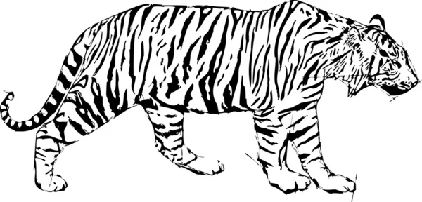 Skica vektorové ilustrace tygr — Stockový vektor