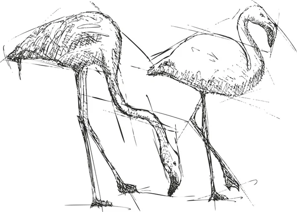 Illustration vectorielle de croquis de flamants roses — Image vectorielle