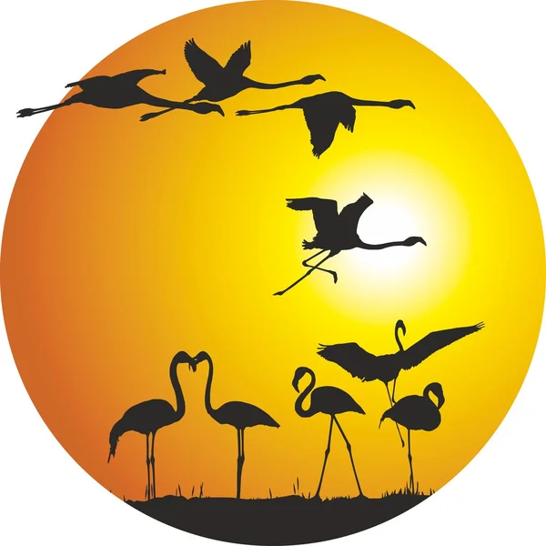 Flamingo's en zonsondergang in de ring — Stockvector