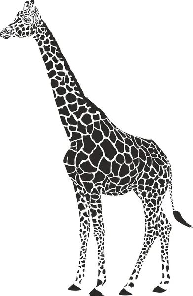 Giraffe black and white vector — Stock Vector