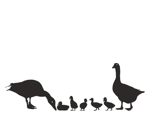 Geese family with young — Stock Vector