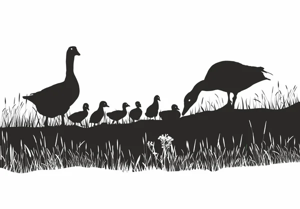 Geese family on spring meadow — Stock Vector
