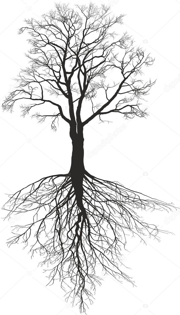 Walnut tree with roots