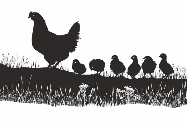 Gallinas y pollitos en el prado de primavera — Archivo Imágenes Vectoriales