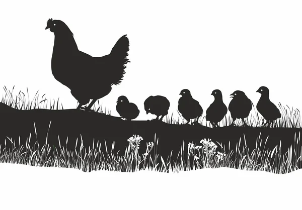 Poules et poussins dans la prairie printanière — Image vectorielle