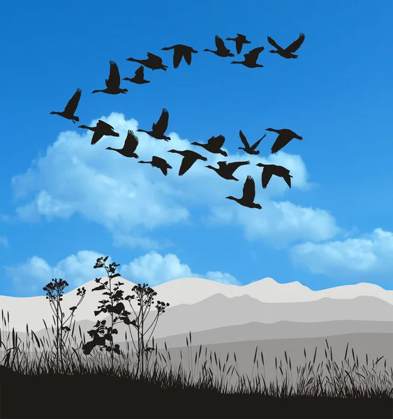 Migrating Geese — Stock Photo, Image