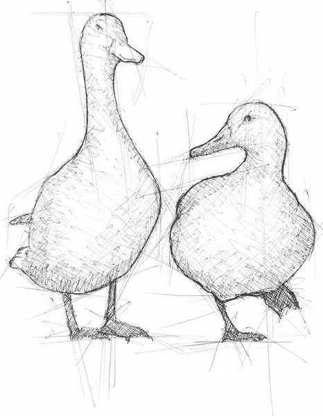 Sketch Illustration of Mallards — Stock Photo, Image