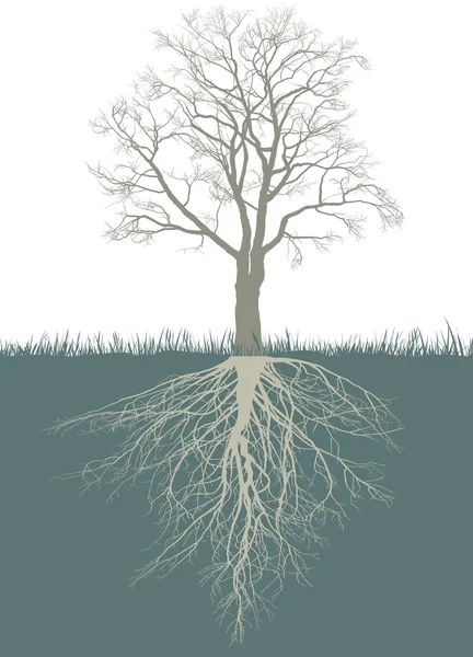 Noyer abstrait avec racines — Image vectorielle