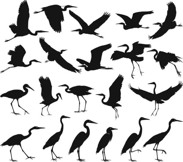 Pájaro garzas — Vector de stock