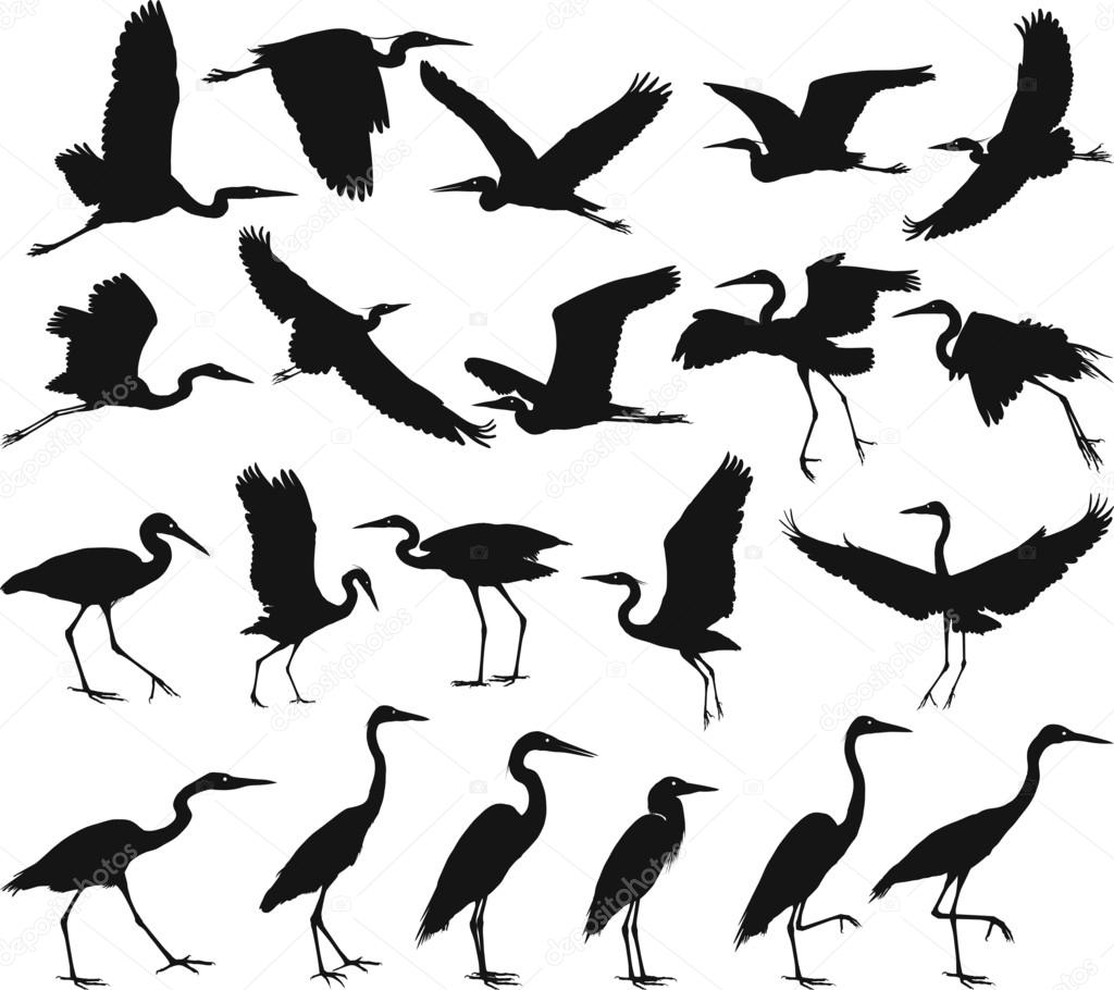 Bird - herons