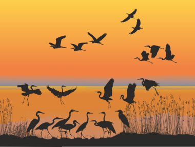 Herons on the shore of lake at sunset clipart