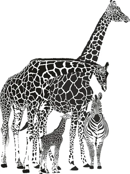 Drie giraffen en zebra — Stockvector
