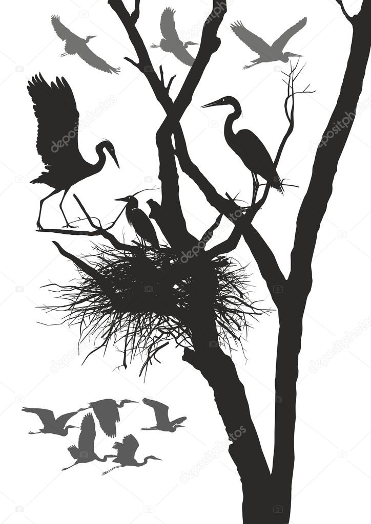 Herons nest
