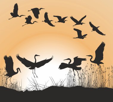 Balıkçıllar ve kazlar