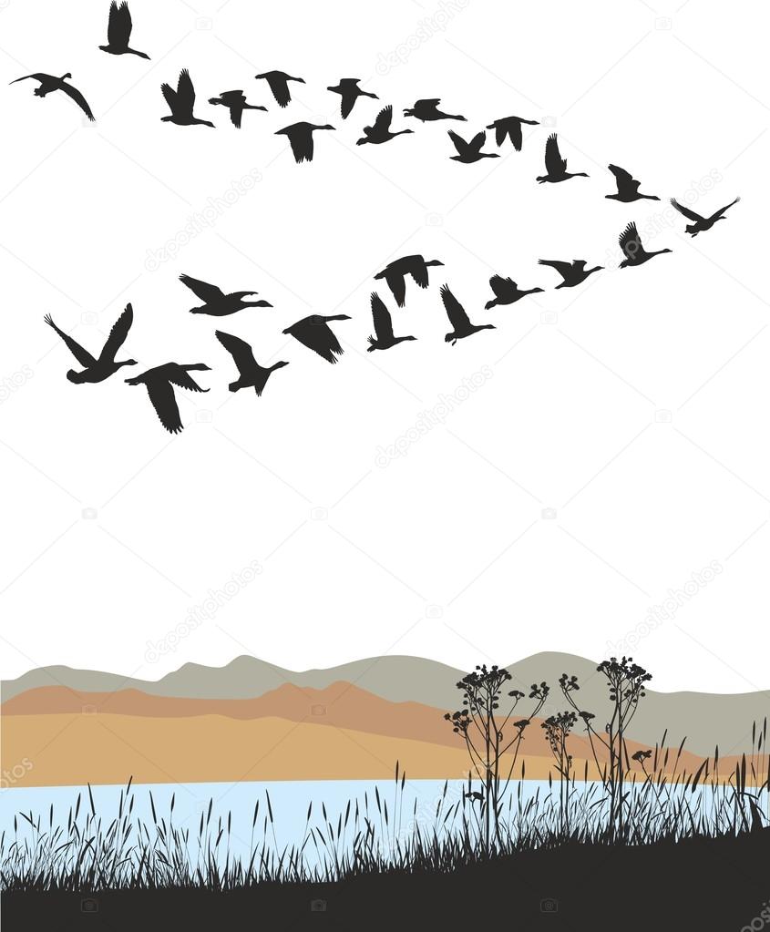Migrating wild geese over autumn landscape