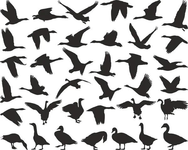 Oies sauvages des oiseaux — Image vectorielle