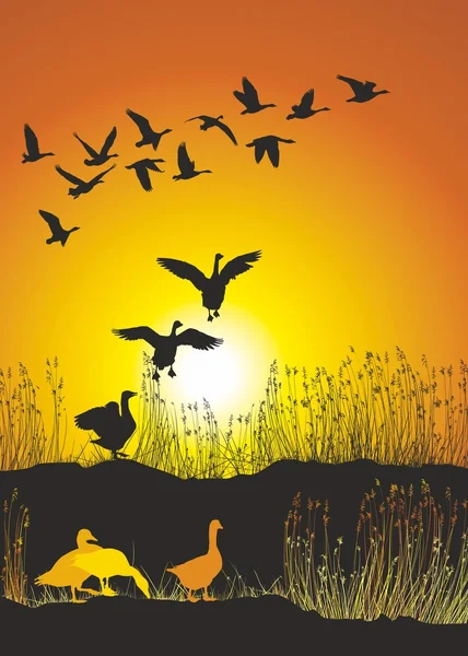 Migrating geese at sunset — Stock Vector