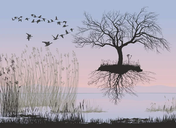 Pommier volant sans feuilles avec racines — Image vectorielle