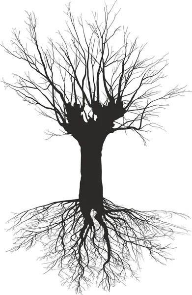 Viejo árbol de hoja caduca con las raíces — Vector de stock