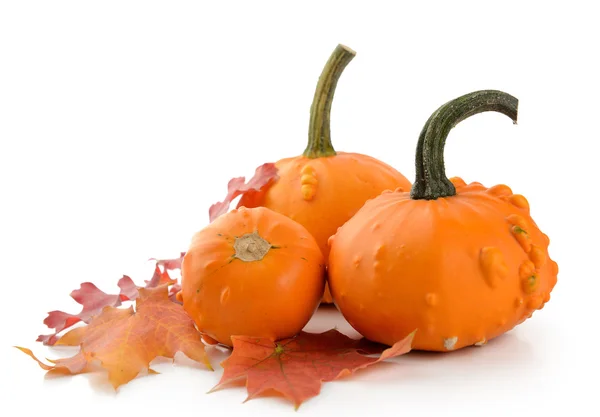 Mini Pumpkins Isolated — Stock Photo, Image