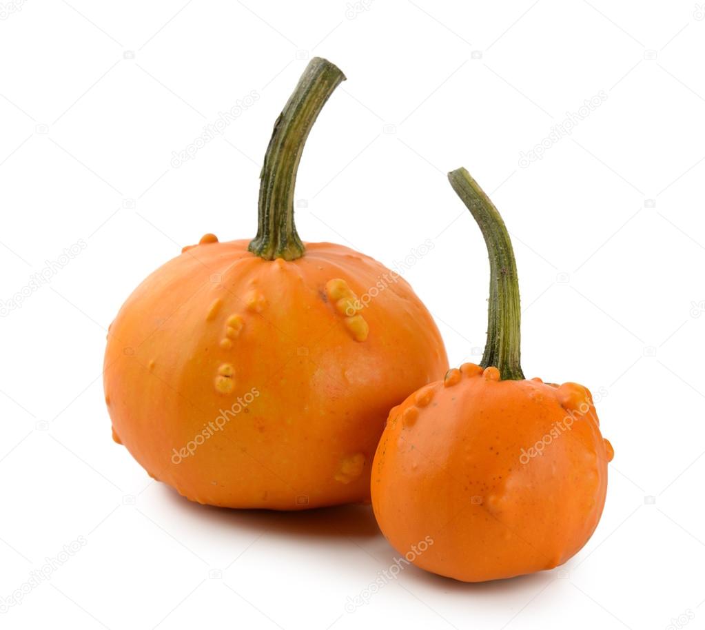 Mini Pumpkins Isolated