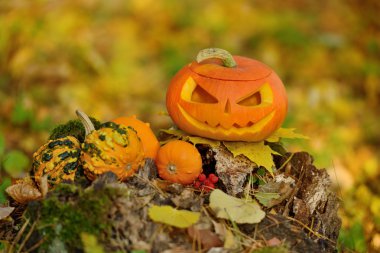 Cadılar Bayramı korkutucu kabak sonbahar orman