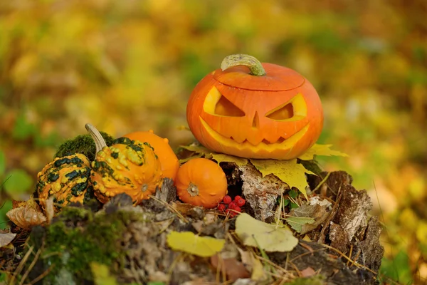 Cadılar Bayramı korkutucu kabak sonbahar orman — Stok fotoğraf