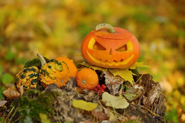 Gruseliger Halloween-Kürbis im herbstlichen Wald — Stockfoto