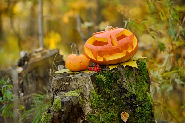 Хэллоуин страшная тыква в осеннем лесу — стоковое фото