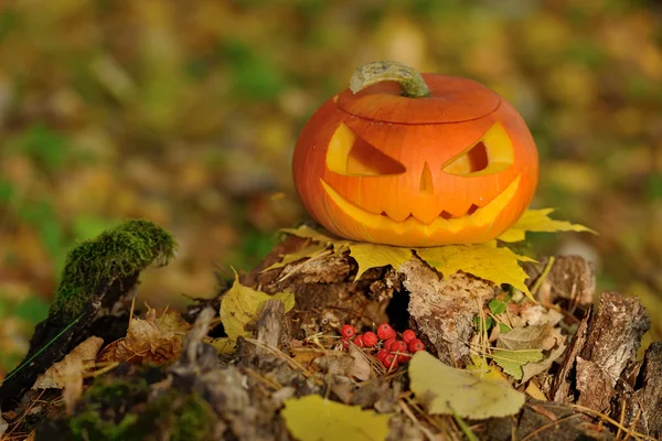 Halloween eng pompoen in herfst bos — Stockfoto