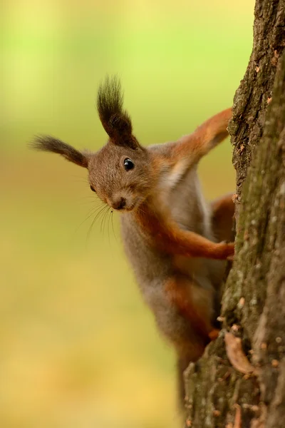 Eichhörnchen sitzt auf einem Baum — Stockfoto