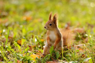 Ağaçta oturan sincap.