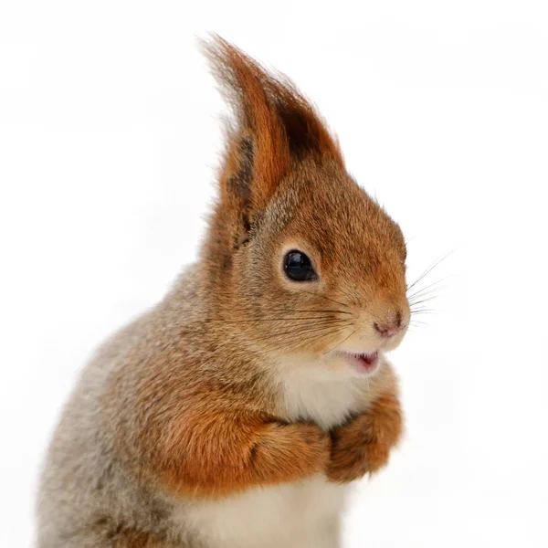 Eurasian red squirrel in front of a white background — Stock Photo, Image