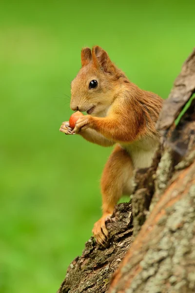 Squirrel sitting on a tree — Stock Photo, Image