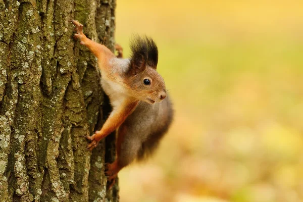 Scoiattolo seduto su un albero — Foto Stock