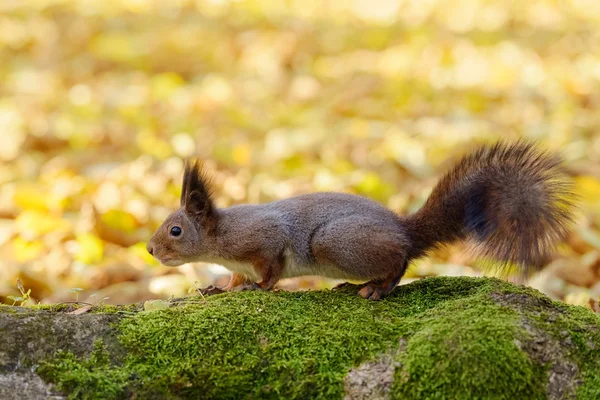 Pequeno esquilo vermelho — Fotografia de Stock