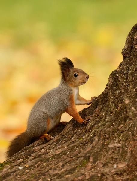 Écureuil assis sur un arbre — Photo