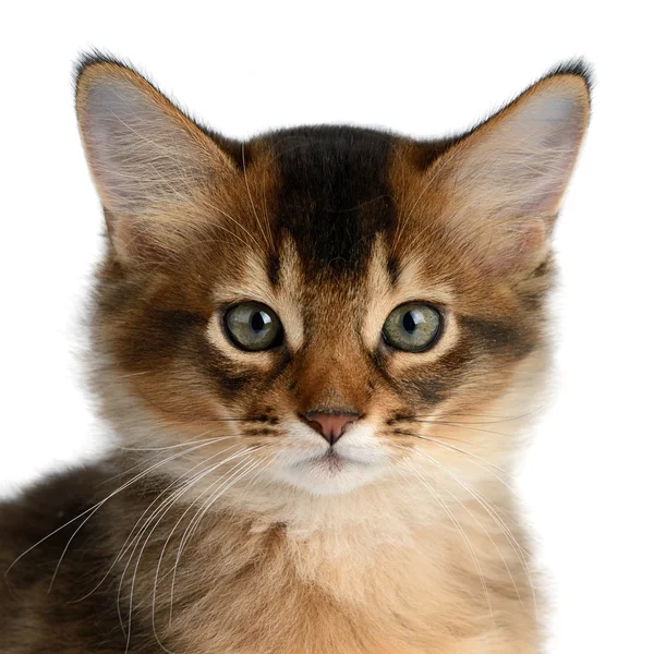 Retrato de un lindo gatito somalí —  Fotos de Stock