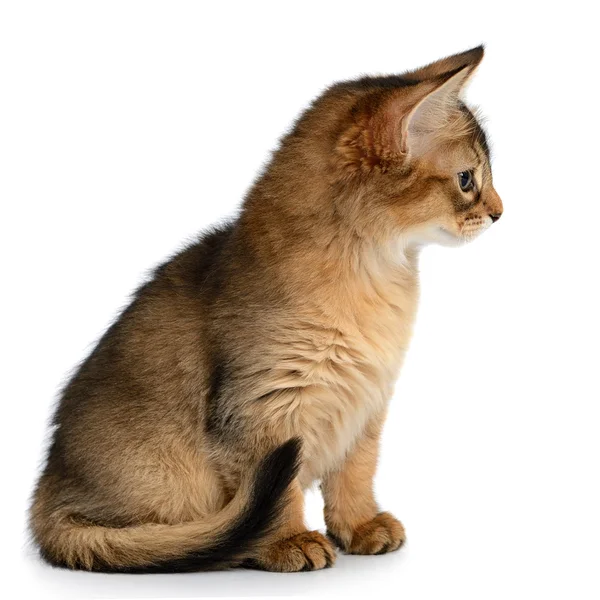 Portrét roztomilé kotě somálský — Stock fotografie