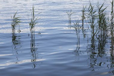 Reeds in water