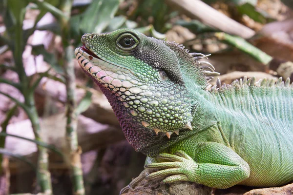 Iguana kertenkele — Stok fotoğraf