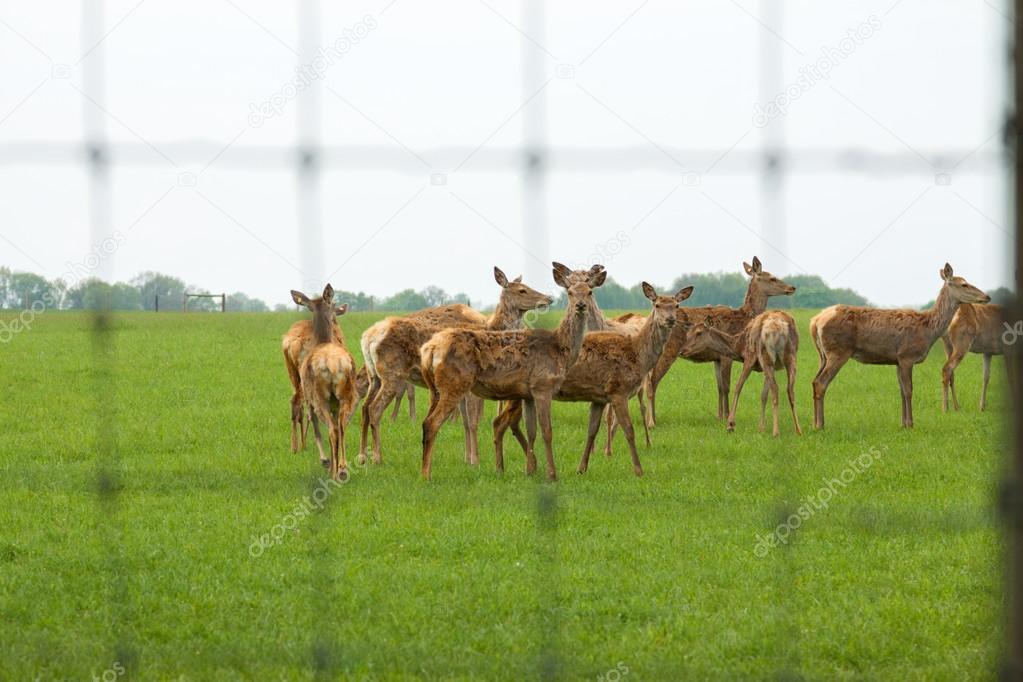 Deer breeding