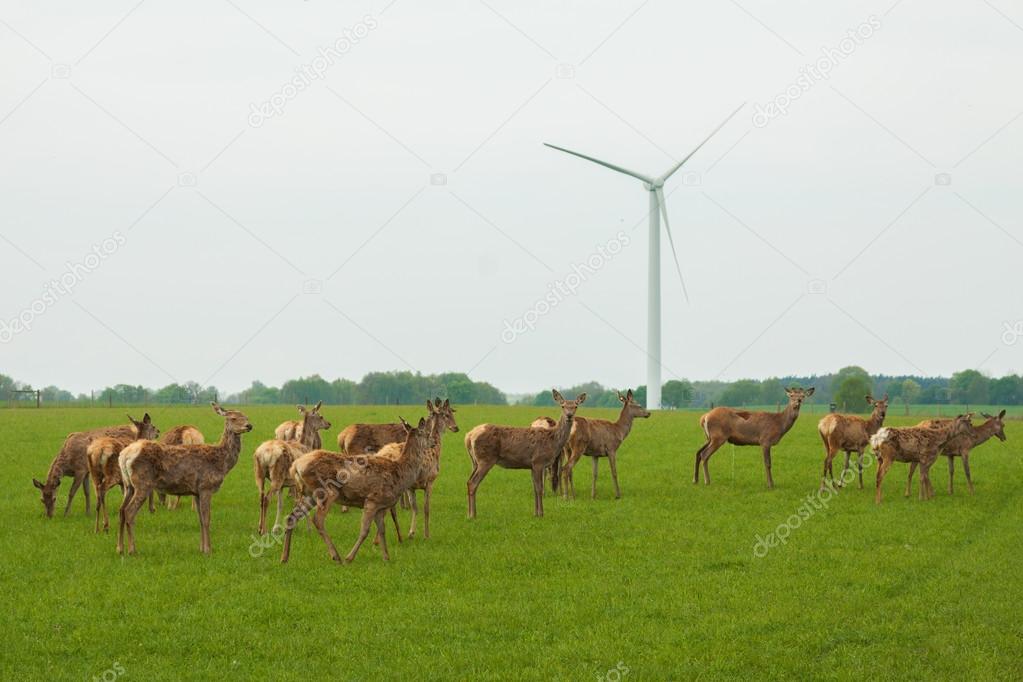 Deer pasture